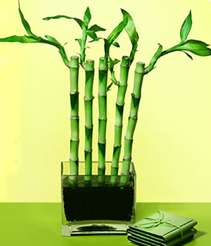  Denizli ucuz çiçek gönder  Good Harmony Lucky Bamboo camda