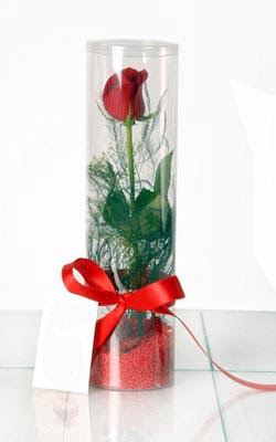  Denizli 14 şubat sevgililer günü çiçek  Silindir vazoda tek kirmizi gül