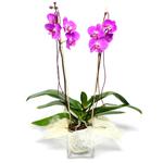  Denizli çiçek online çiçek siparişi  Cam yada mika vazo içerisinde  1 kök orkide