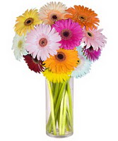  Denizli İnternetten çiçek siparişi  Farkli renklerde 15 adet gerbera çiçegi