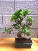 ithal bonsai saksi çiçegi  Denizli hediye çiçek yolla 