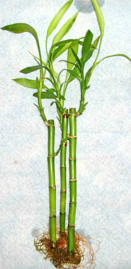 Lucky Bamboo 3 adet vazo hediye edilir   Denizli iek gnderme 