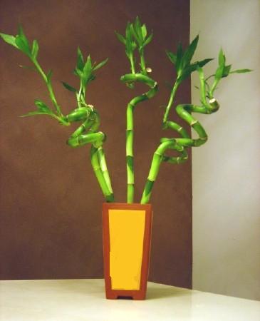 Lucky Bamboo 5 adet vazo ierisinde  Denizli online ieki , iek siparii 