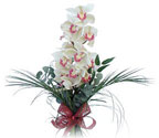  Denizli yurtiçi ve yurtdışı çiçek siparişi  Dal orkide ithal iyi kalite