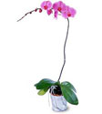  Denizli çiçekçi telefonları  Orkide ithal kaliteli orkide 