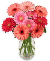 vazo içerisinde 13 adet gerbera çiçeği  Denizli yurtiçi ve yurtdışı çiçek siparişi 