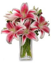 Vazo içerisinde 5 dal kazablanka çiçeği  Denizli çiçekçi telefonları 