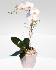 1 dallı orkide saksı çiçeği  Denizli online çiçek gönderme sipariş 