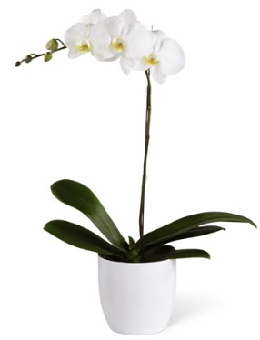 1 dallı beyaz orkide  Denizli çiçek , çiçekçi , çiçekçilik 