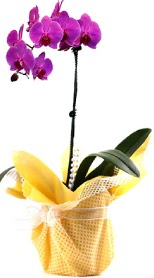  Denizli yurtiçi ve yurtdışı çiçek siparişi  Tek dal mor orkide saksı çiçeği