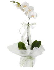 1 dal beyaz orkide çiçeği  Denizli çiçek gönderme sitemiz güvenlidir 