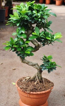 Orta boy bonsai saksı bitkisi  Denizli İnternetten çiçek siparişi 