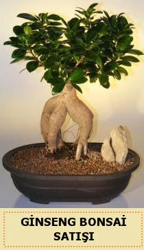 İthal Ginseng bonsai satışı japon ağacı  Denizli yurtiçi ve yurtdışı çiçek siparişi 