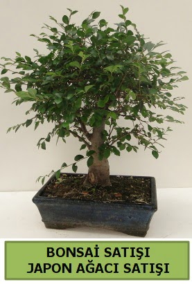 Minyatür bonsai japon ağacı satışı  Denizli uluslararası çiçek gönderme 