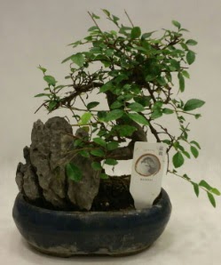 İthal 1.ci kalite bonsai japon ağacı  Denizli çiçek online çiçek siparişi 