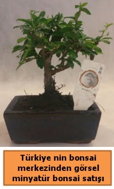 Japon ağacı bonsai satışı ithal görsel  Denizli 14 şubat sevgililer günü çiçek 
