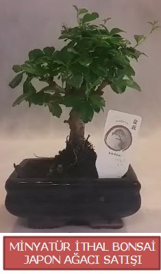 Küçük görsel bonsai japon ağacı bitkisi  Denizli çiçek servisi , çiçekçi adresleri 