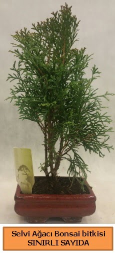 Selvi ağacı bonsai japon ağacı bitkisi  Denizli çiçek online çiçek siparişi 