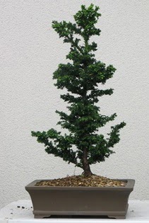 Çam ağacı bonsai bitkisi satışı  Denizli hediye sevgilime hediye çiçek 
