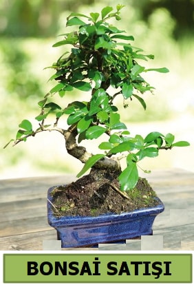 Çam bonsai japon ağacı satışı  Denizli çiçek online çiçek siparişi 