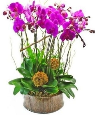 Ahşap kütükte lila mor orkide 8 li  Denizli online çiçekçi , çiçek siparişi 