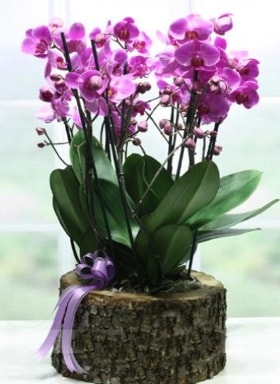 Kütük içerisinde 6 dallı mor orkide  Denizli çiçek mağazası , çiçekçi adresleri 