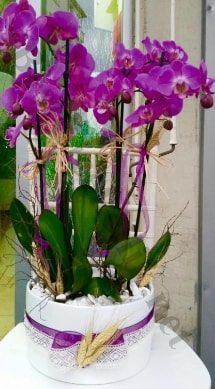 Seramik vazoda 4 dallı mor lila orkide  Denizli çiçek yolla 
