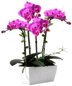 Seramik vazo içerisinde 4 dallı mor orkide  Denizli çiçek online çiçek siparişi 