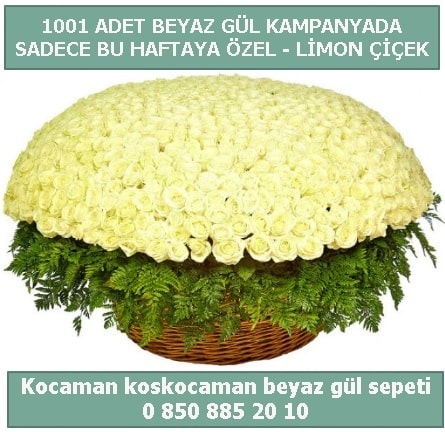 1001 adet beyaz gül sepeti özel kampanyada  Denizli uluslararası çiçek gönderme 