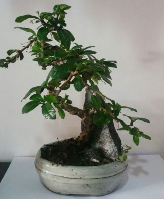 S şeklinde ithal bonsai ağacı  Denizli 14 şubat sevgililer günü çiçek 