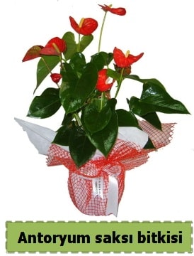 Antoryum saksı bitkisi satışı  Denizli çiçek servisi , çiçekçi adresleri 