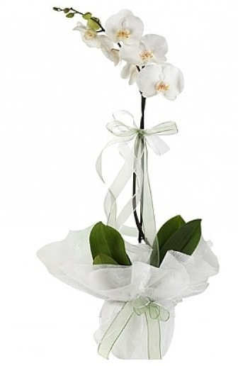 Tekli Beyaz Orkide  Denizli kaliteli taze ve ucuz çiçekler 