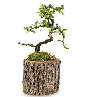 Doğal kütükte S bonsai ağacı  Denizli çiçek online çiçek siparişi 