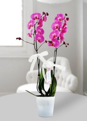 Çift dallı mor orkide  Denizli çiçek yolla , çiçek gönder , çiçekçi  