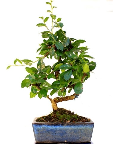 S gövdeli carmina bonsai ağacı  Denizli 14 şubat sevgililer günü çiçek  Minyatür ağaç